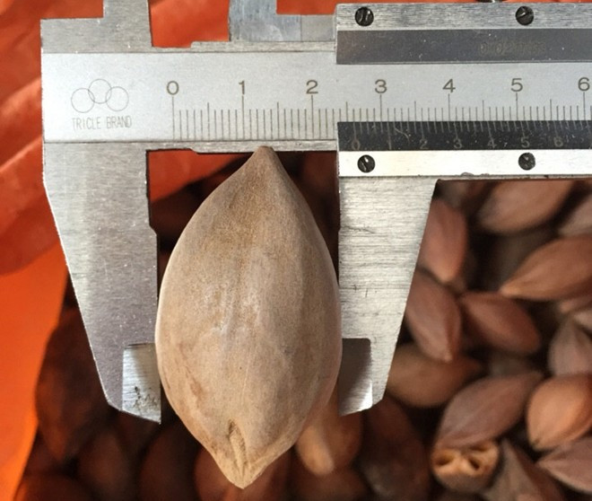 Người dân cho biết thương lái Trung Quốc lùng mua hạt trám đen 2 cm với giá 100.000 đồng một hạt. Ảnh: Ngọc Lan/Zing