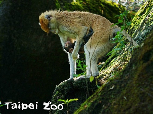 Khỉ lưng đỏ cậy mình bảnh chọe cướp vợ của anh trai, hình thành mối tình tay ba cực dị