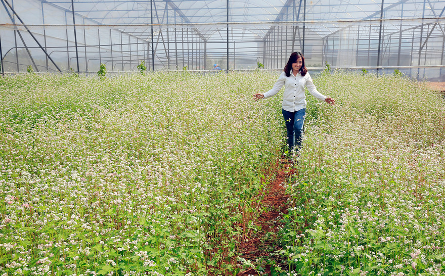 Phiêu giữa vườn tam giác mạch.