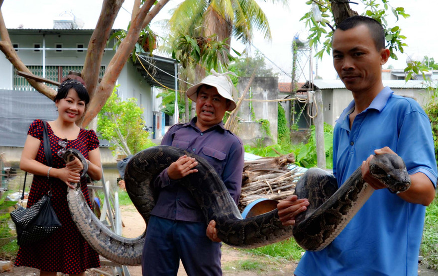 Con trăn cái nặng khoảng 1 tạ. Ảnh Phạm Đức