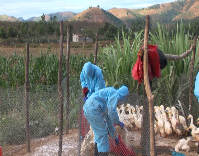 Tiêu hủy gia cầm nhiễm virus cúm (ảnh Tuyết Mai)