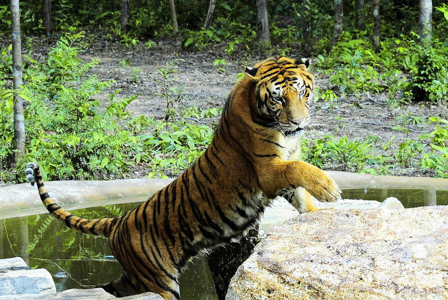 Một cá thể Hổ ở Safari Vinpearl Phú Quốc