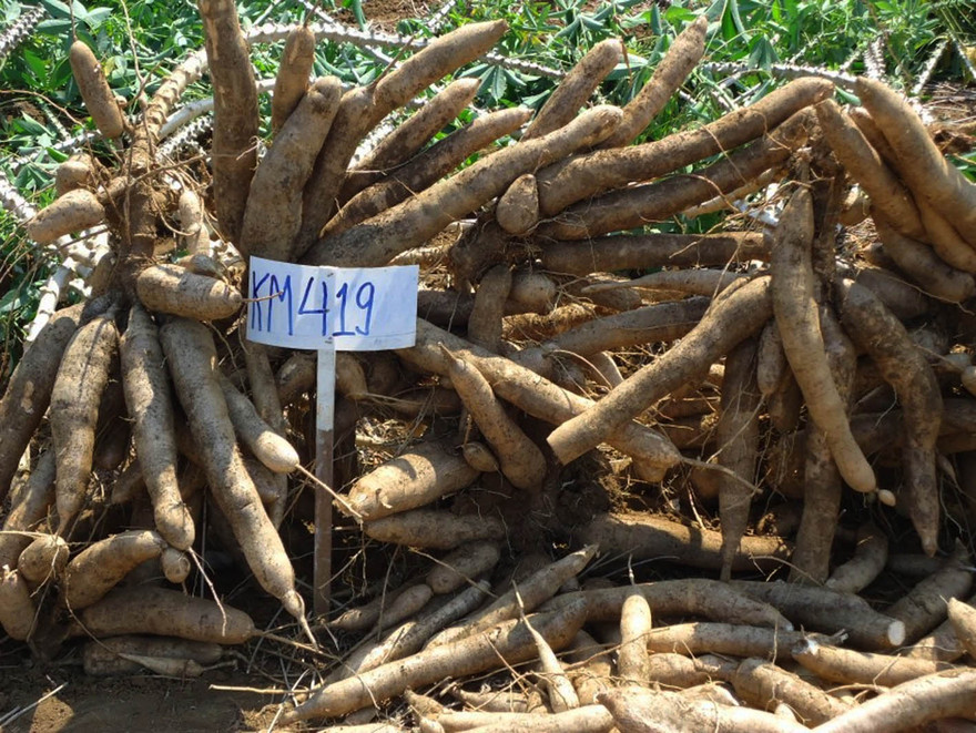 Nâng cao năng suất và chọn giống sạch bệnh là vấn đề lớn của ngành Sắn