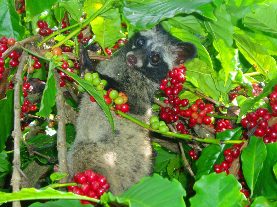 Chồn ăn cà phê tại trang trại Kiên Cường