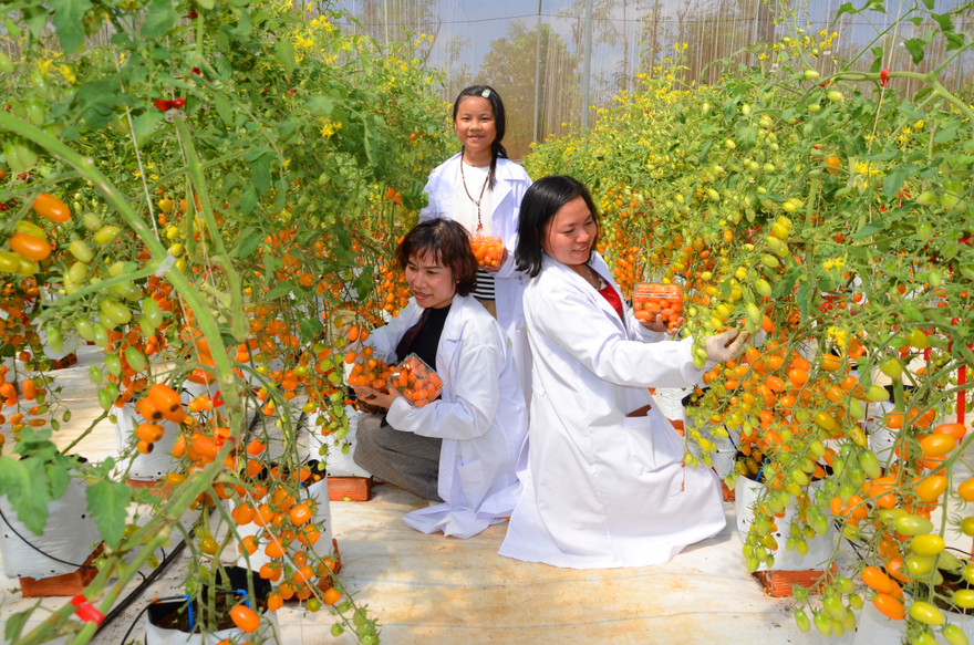 Du khách đua nhau vào vườn chụp ảnh với cà chua