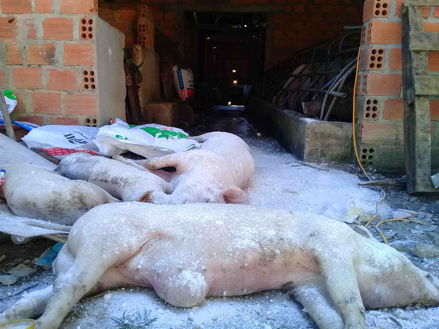  Đàn heo mắc bệnh lở mồm long móng tại xã Đăk La