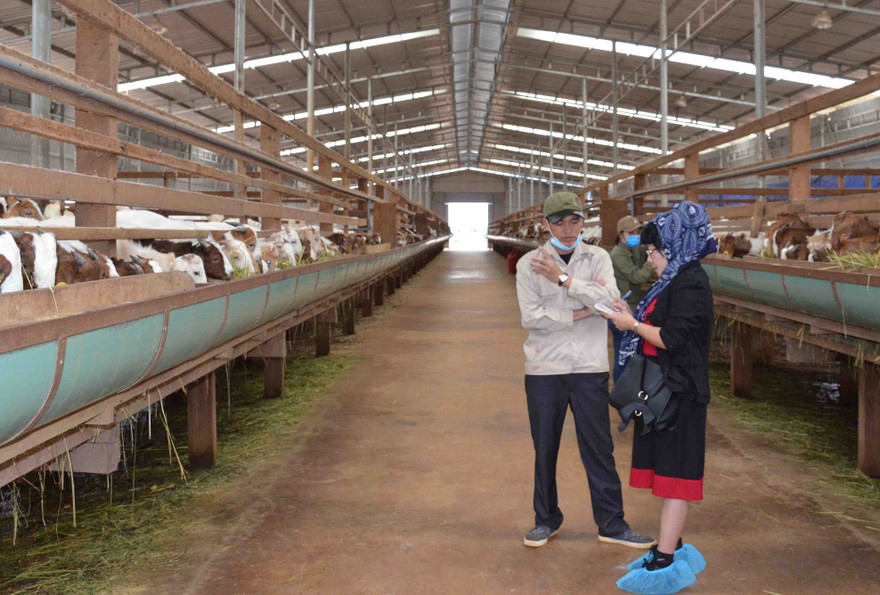 Kon Tum đang đẩy mạnh đầu tư nông nghiệp công nghệ cao