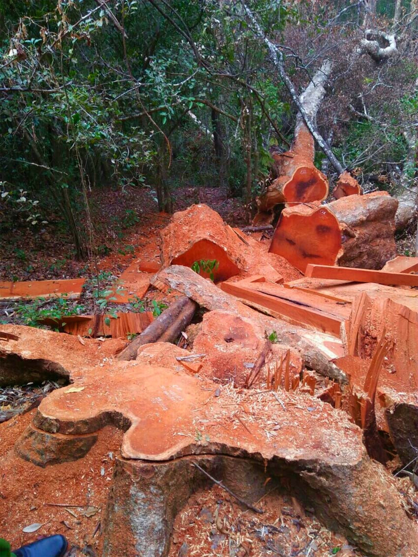 Hiện trường đầy những gốc cà te cổ thụ đã bị cưa lấy mất phần thân