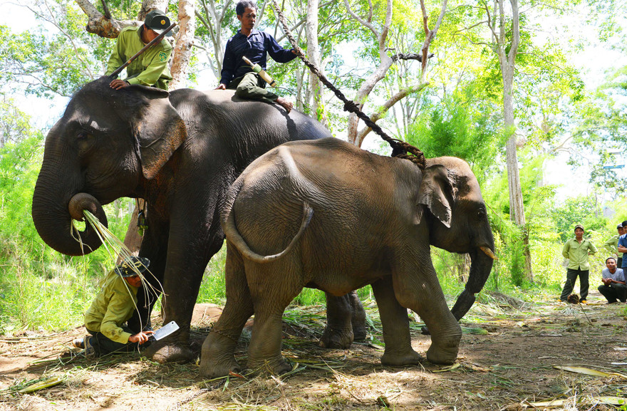 Cảnh cắt dây trói để thả Cu Sứt về rừng năm 2013