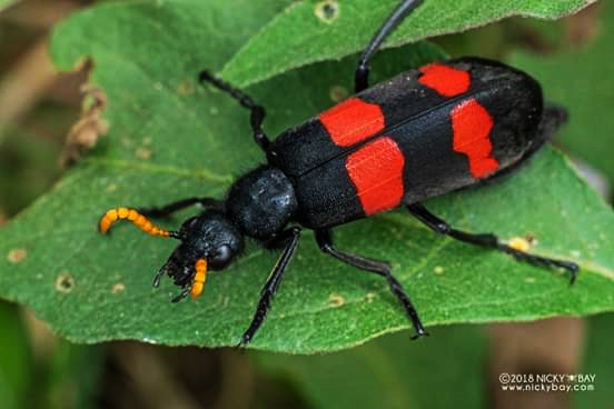 Bọ 3 sọc còn gọi là sâu đậu, bọ ban miêu