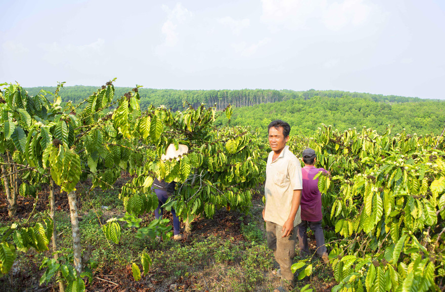 Lô rẫy của nông dân Ngô Đình Phú đã bị cấp nhầm bìa đỏ 