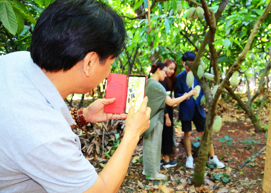 Du khách thích thú chụp ảnh trong vườn ca cao