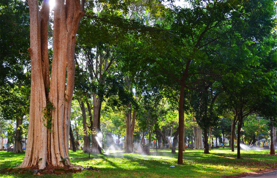 Nắng sớm mát rượi xuyên qua tán cây của đại ngàn giữa phố