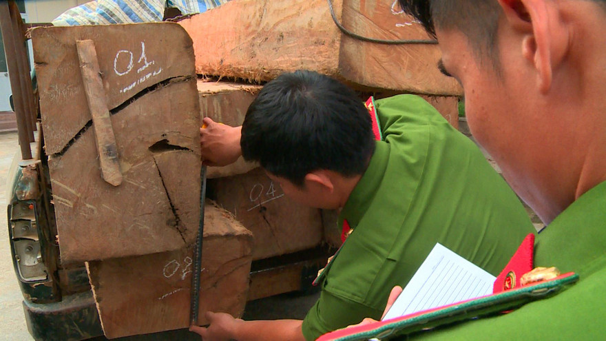 Đo đếm khối lượng gỗ lậu bị tạm giữ