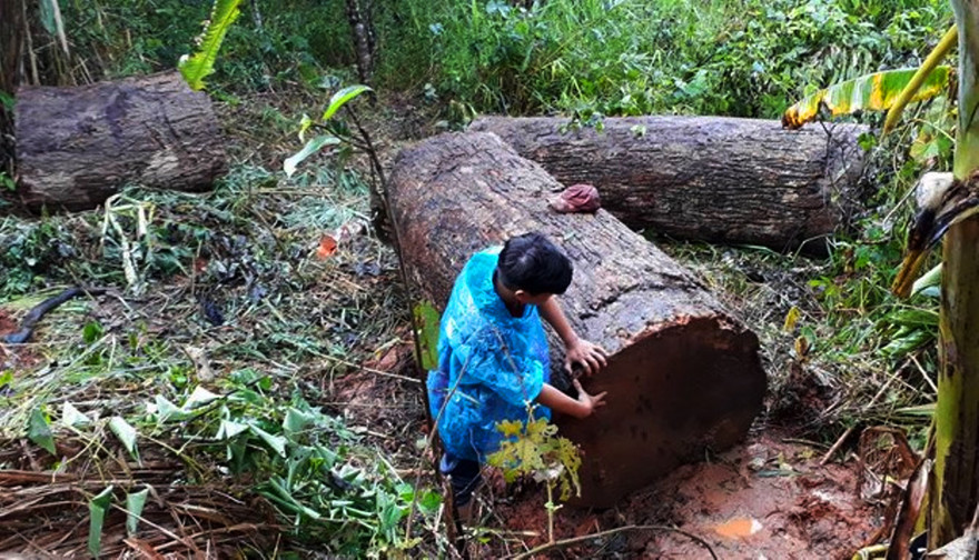 Hiện trường vụ gỗ đè chết ông A H’Liêng
