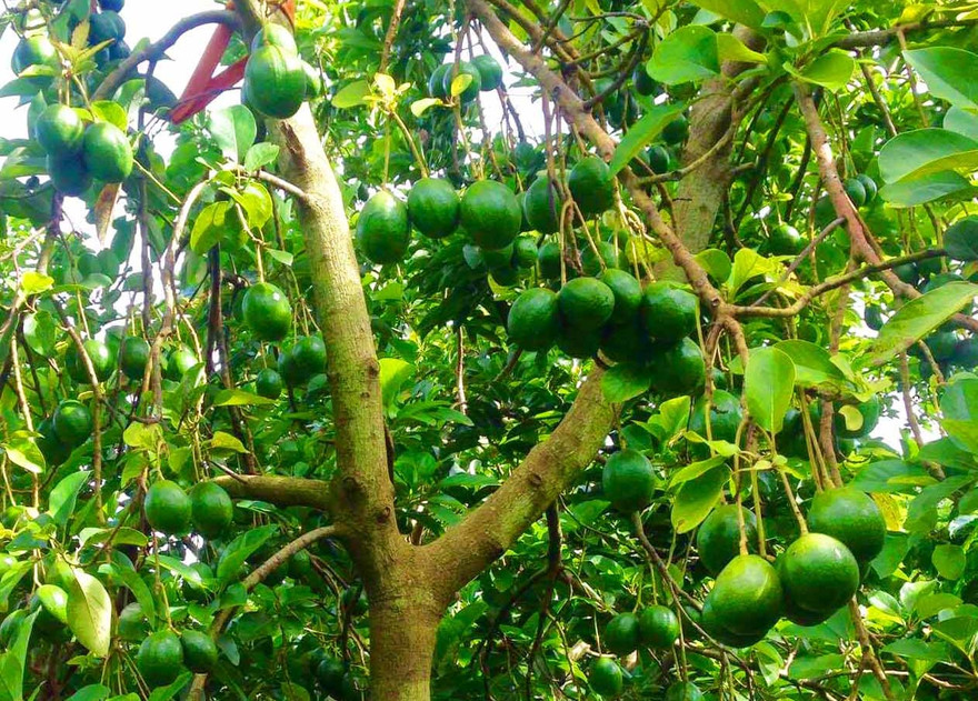 Bơ đem lại lợi nhuận cao cho nhà vườn