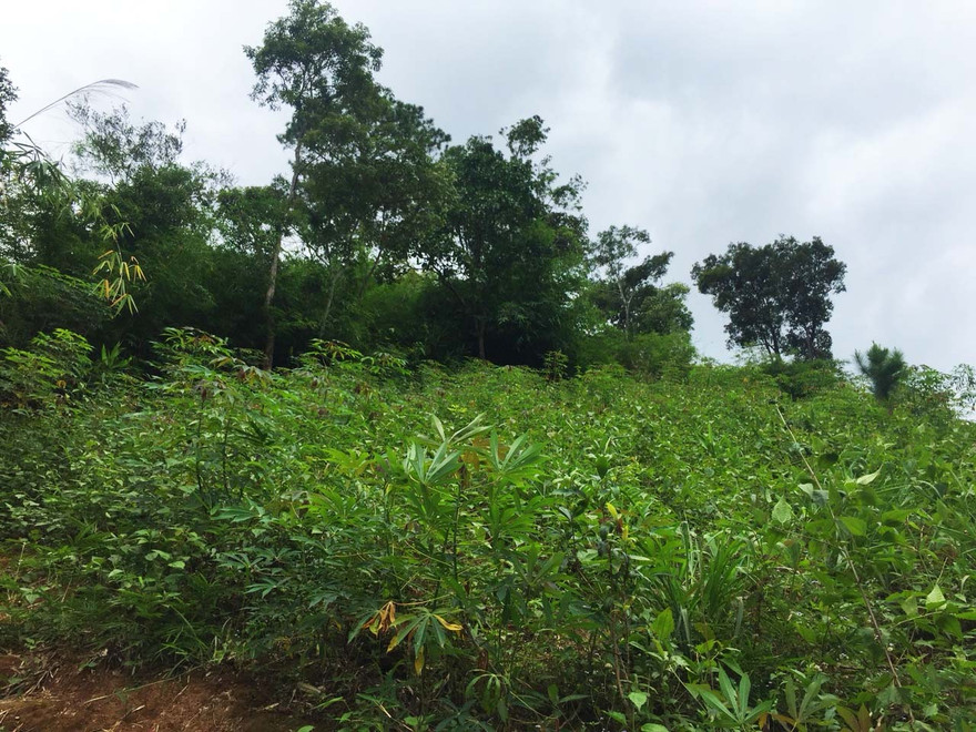 Khu rừng nơi gia đình mai táng anh A Xía