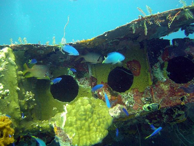 Thân một chiếc máy bay trở thành... sân chơi cho cá