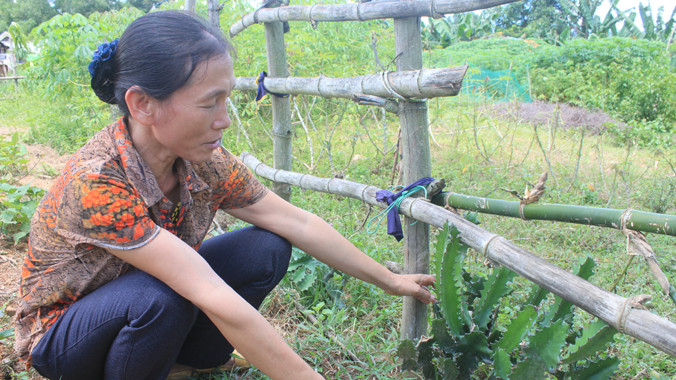 Cây xương rồng ba cạnh trồng ở huyện miền núi Như Xuân (Thanh Hóa) có chất mủ rất độc. Ảnh: Hoàng Lam