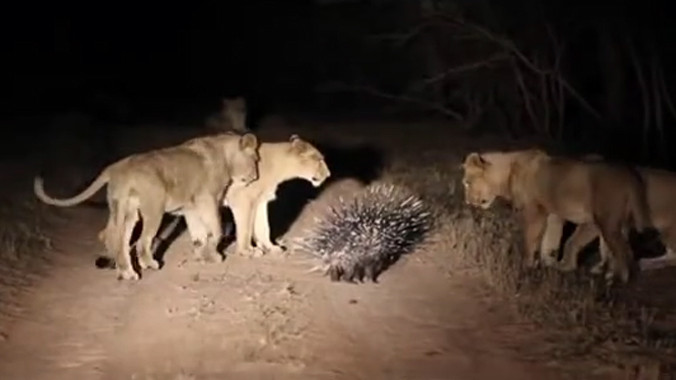 Nhím dùng 'áo giáp' lợi hại đối đầu bầy sư tử