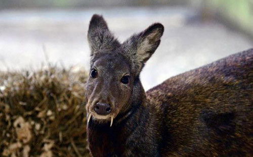 Một con hươu xạ Siberia, thuộc loài có họ hàng với hươu xạ Kashmir. Ảnh: WCS.