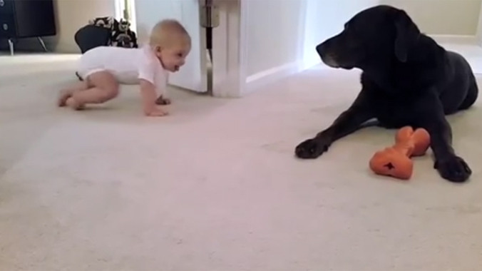 Khoảnh khắc cực yêu của em bé lần đầu biết bò