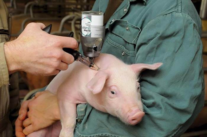 Virus cúm lợn có thể lây sang người. (Ảnh: AP)