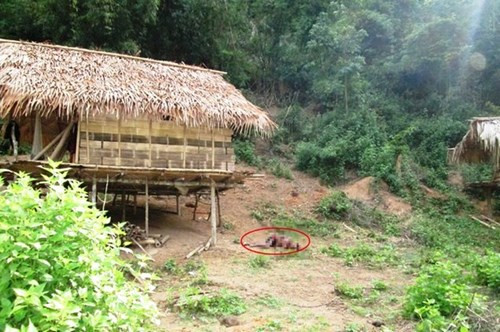 Anh Thọ chết ngay cạnh lán của gia đình. Ảnh: L.P/Zing.