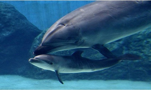 Cá heo con chết 4 ngày sau khi sinh với nhiều vết cào trên thân. Ảnh: Ceta Base.