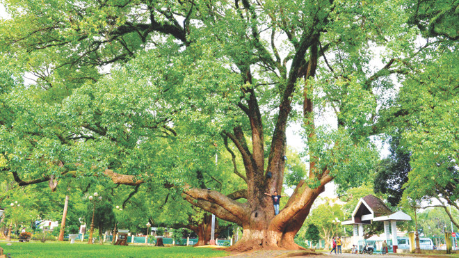 Cặp long não trên 80 tuổi thành cây di sản Việt Nam