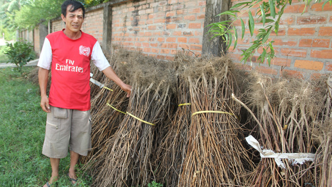 Nông dân hai xã Khánh Sơn và Nghi Kiều điêu đứng vì ớt Trung Quốc. Ảnh: P.S