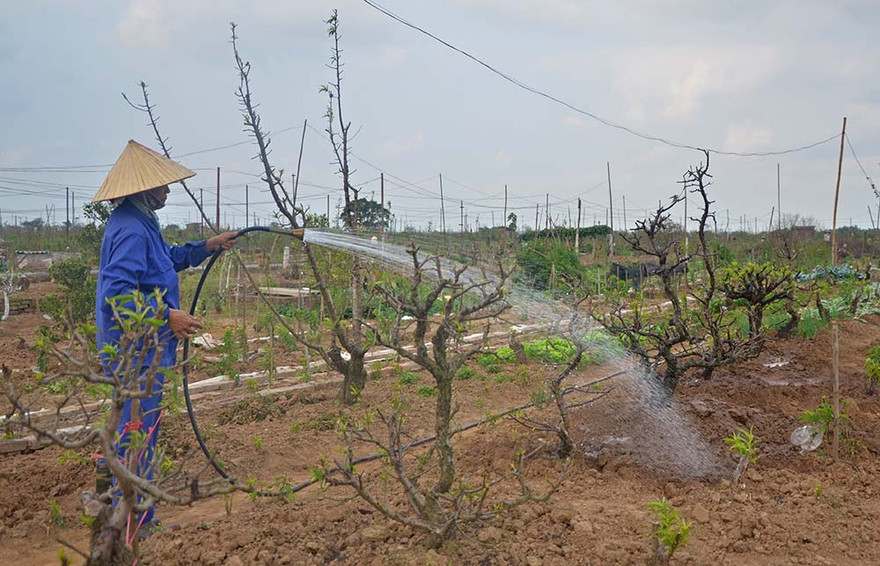 Người dân Nhật Tân lại hối hả trồng lại những gốc đào chuẩn bị cho Tết sau. Ảnh: Thanh Hà.