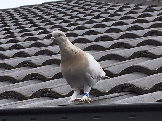 Chú chim bồ câu được đặt tên là Joe. (Ảnh: AP)