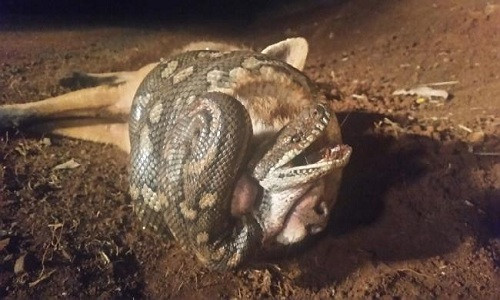 Con cáo sai lầm khi chọn trăn thảm làm mồi săn. Ảnh: Robert Cregan.