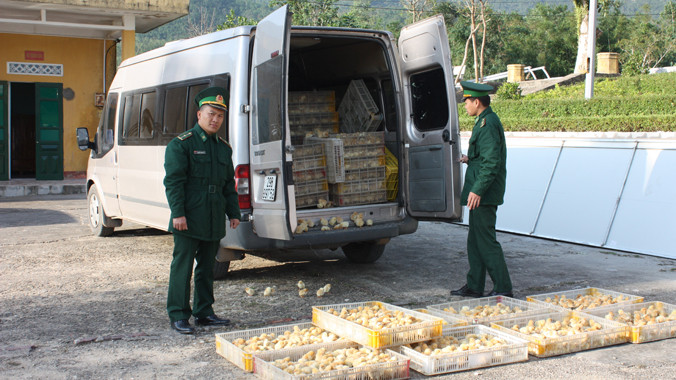 Xe gắn biển giả, chở 1,5 vạn gà giống vượt đồn biên phòng