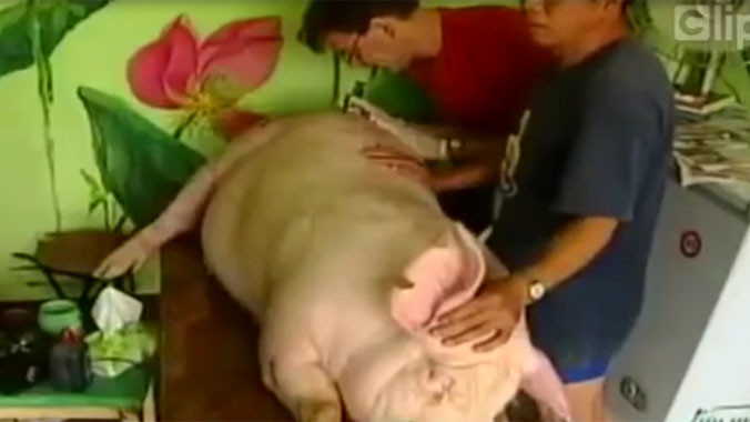 Clip đàn lợn được xăm nghệ thuật độc đáo