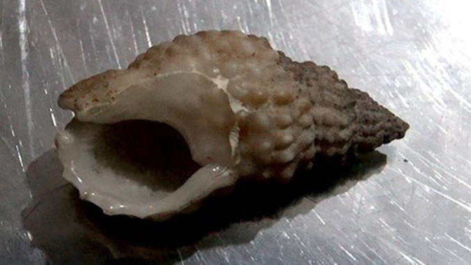 Vỏ con ốc mà gia đình anh Quý đã ăn.