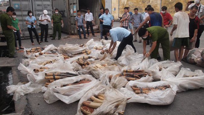 Thu gần 1,3 tấn ngà voi nhập lậu