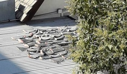 Bộ Ngoại giao thông tin vụ vi cá mập phơi trên nóc nhà