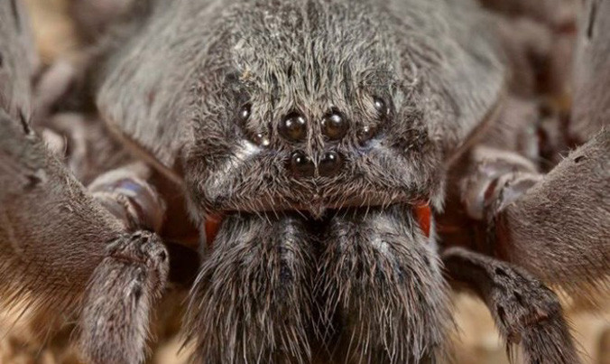 Nguồn: Smithsonian Magazine.