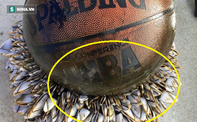 Kinh ngạc hàng trăm sinh vật "kỳ lạ" bám vào quả bóng