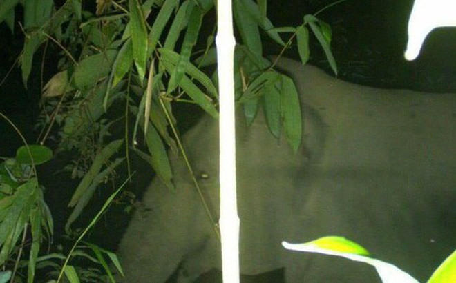 Hình ảnh voi cơ quan chức năng chụp được 