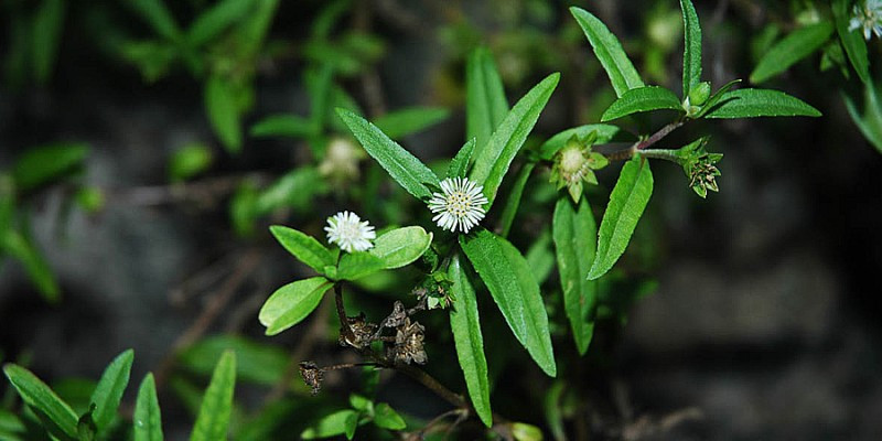  Cây nhọ nồi và 10 bài thuốc chữa bệnh 