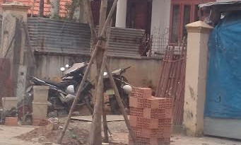 Cây dầu mới được trồng thế chỗ vào cây bị đốn hạ.