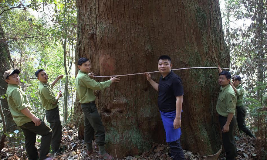Số quần thể Sa mu dầu giữa biên giới Việt – Lào được công nhận là Cây di sản Việt Nam với độ cao hơn 60m, đường kính gần 5m.
