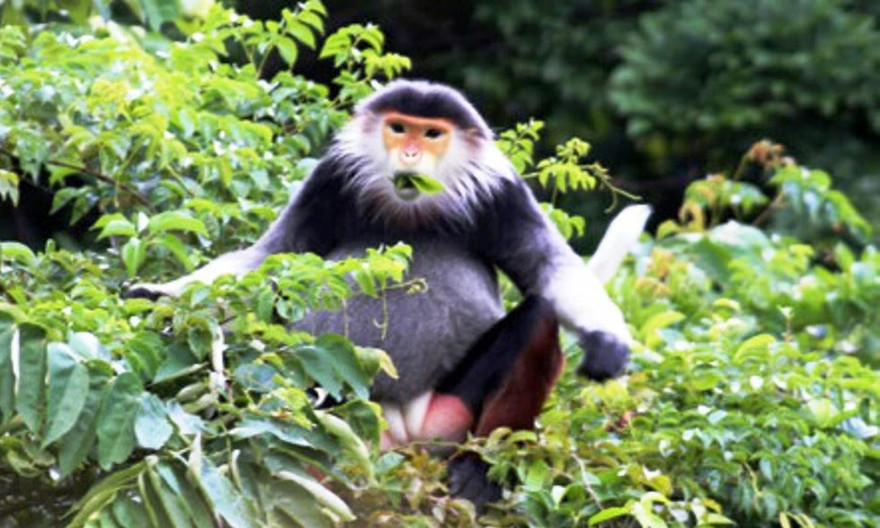 Loài voọc Chà vá chân nâu quý hiếm vừa được ghi nhận xuất hiện với số lượng lớn tại vùng rừng Bắc Hải Vân, tỉnh TT-Huế. 