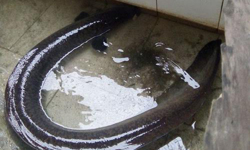 Dân làng chài bắt được cá lệch khủng trên sông Lam