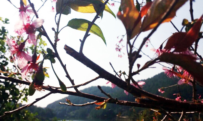 Dấu tích cành mai anh đào bên hồ Tuyền Lâm bị bẻ.