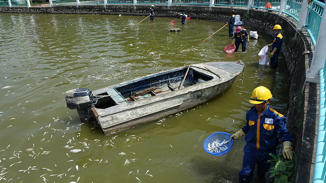 Tiến sĩ Bùi Quang Tề: Cá chết ở Hồ Tây là do con người xả thải chất độc hại xuống hồ quá nhiều. Ảnh: Mạnh Thắng.