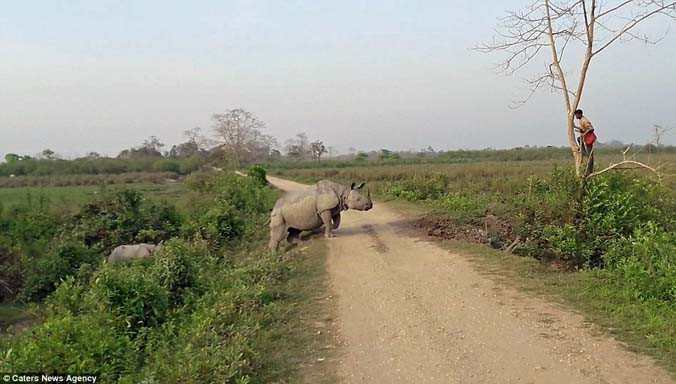 Nhận thấy nhân viên kiểm lâm đi vào gần lãnh thổ của mình, con tê giác đã quyết định đuổi theo. Nguồn: Caters News Agency.